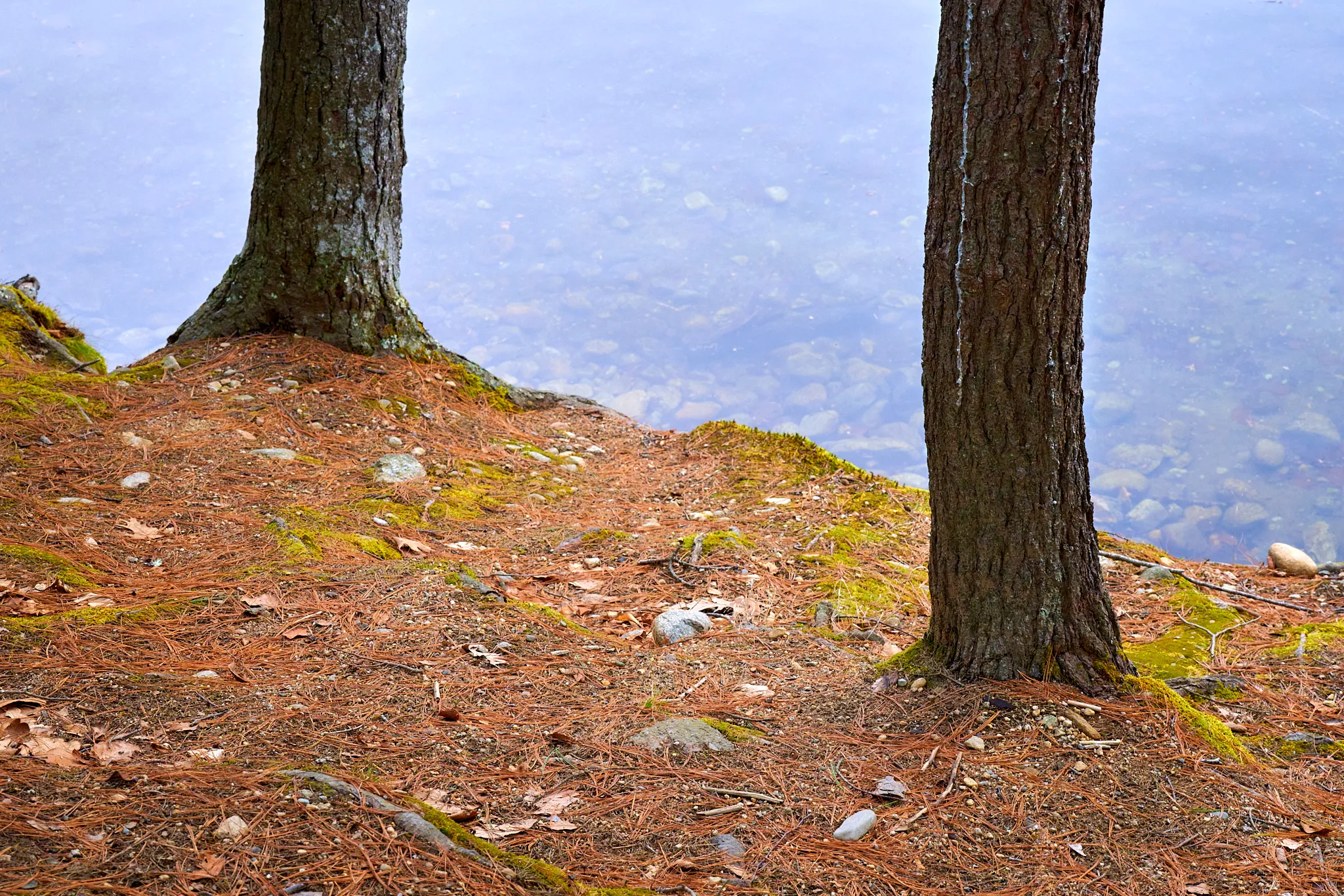 Two trees, several feet apart and surrounded by pine needles, in front of a translucent pond.